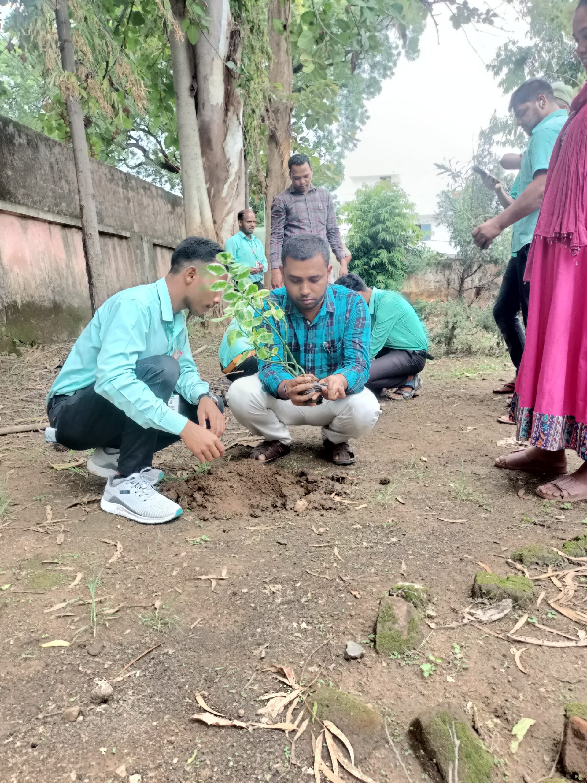 plantation